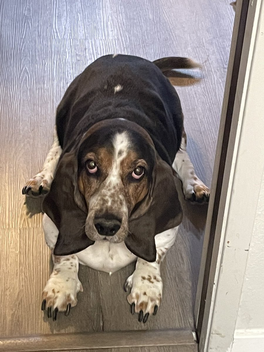 Gusterbear's tweet photo. Hihihi. Karls won Doggy of the Week award! Prize was new toy with smol treats inside! https://t.co/uXYxUfmegz