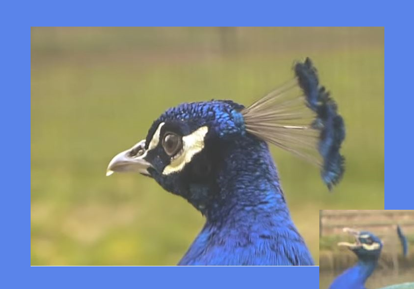 dvanduuren1's tweet photo. Alphabet Challenge
from: @sheenz_m_
This Week's Theme:
- Vocal - 📸
#AlphabetChallenge #WeekVforVocal #Vocal #PhotoChallenge #fun #Peacock #BirdPhotography #inspirational #Speaking #Singing #Roaring #Barking #Quaking #Screaming #Noise https://t.co/OzGQGmmafh