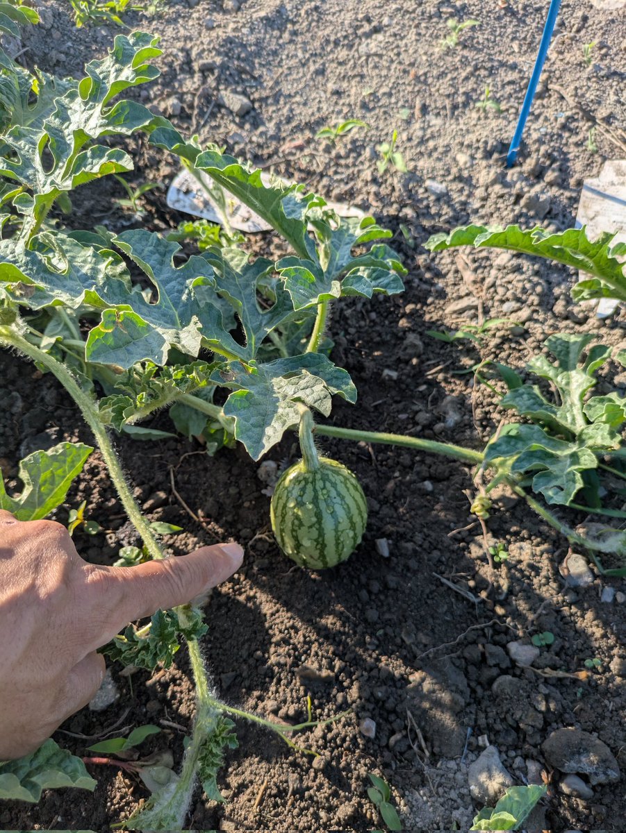 4777KOBA's tweet photo. 畑で育ててるスイカ🍉少しずつ大きくなってきた！！
食べれるぐらいになってくれ🤤 https://t.co/g9s7ZwBAKl