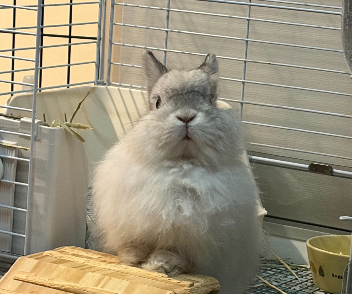 pro_n_rabbit's tweet photo. https://t.co/kzG7LzKLxb