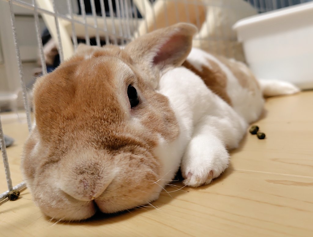 yula_yulaly's tweet photo. 大魔王、今は溶けてる🐰💤 https://t.co/aCvjRCunx3
