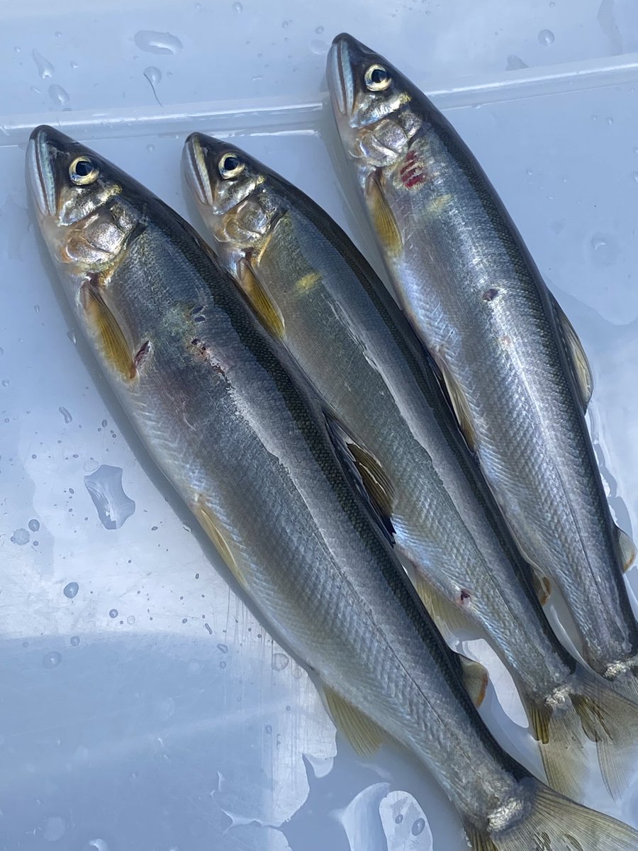 KARB720's tweet photo. 6.1鮎解禁♪
玉シャクリは場所があまりない
6月です。少しにごってて
鮎さんあまり見えない、、
ぴっと捕れやした！笑
台風くるき川キレイに
してもらいましょー^ ^
大将の夏が来たーー‼️
#居酒屋カーブ#玉シャクリ
#鮎解禁#とさちや https://t.co/4l2MLNXOD5
