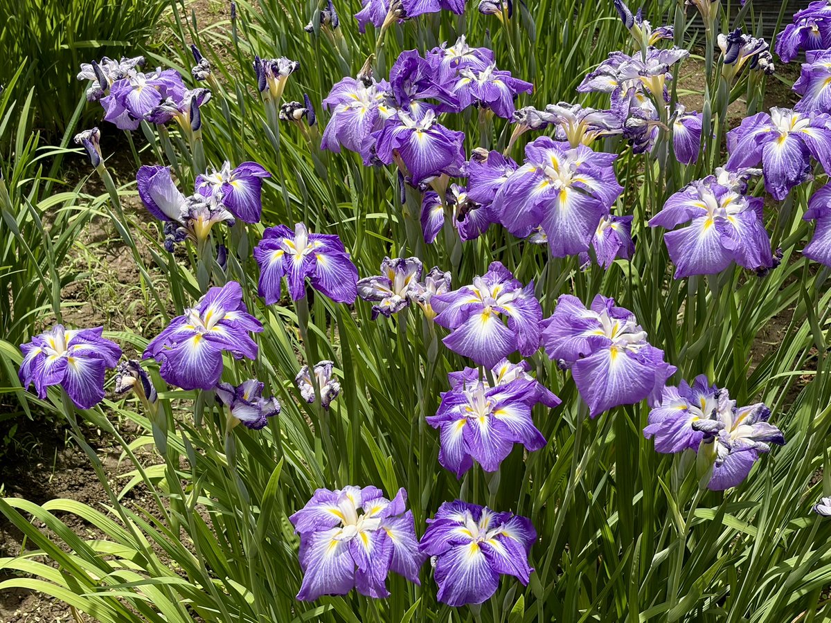 max747jp's tweet photo. 今、明治神宮御苑　花菖蒲　にいます…。🤗
花菖蒲が見頃です！🌺　6/1(月)
Iris Garden 

#明治神宮御苑 #花菖蒲 #明治神宮 https://t.co/AZOxmnq0dl
