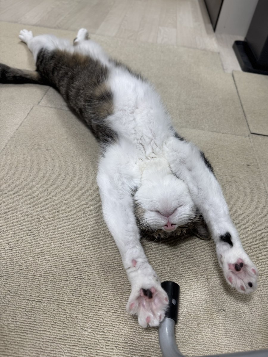 ぎんのねこ (@ginnonekoch) / Posts / X