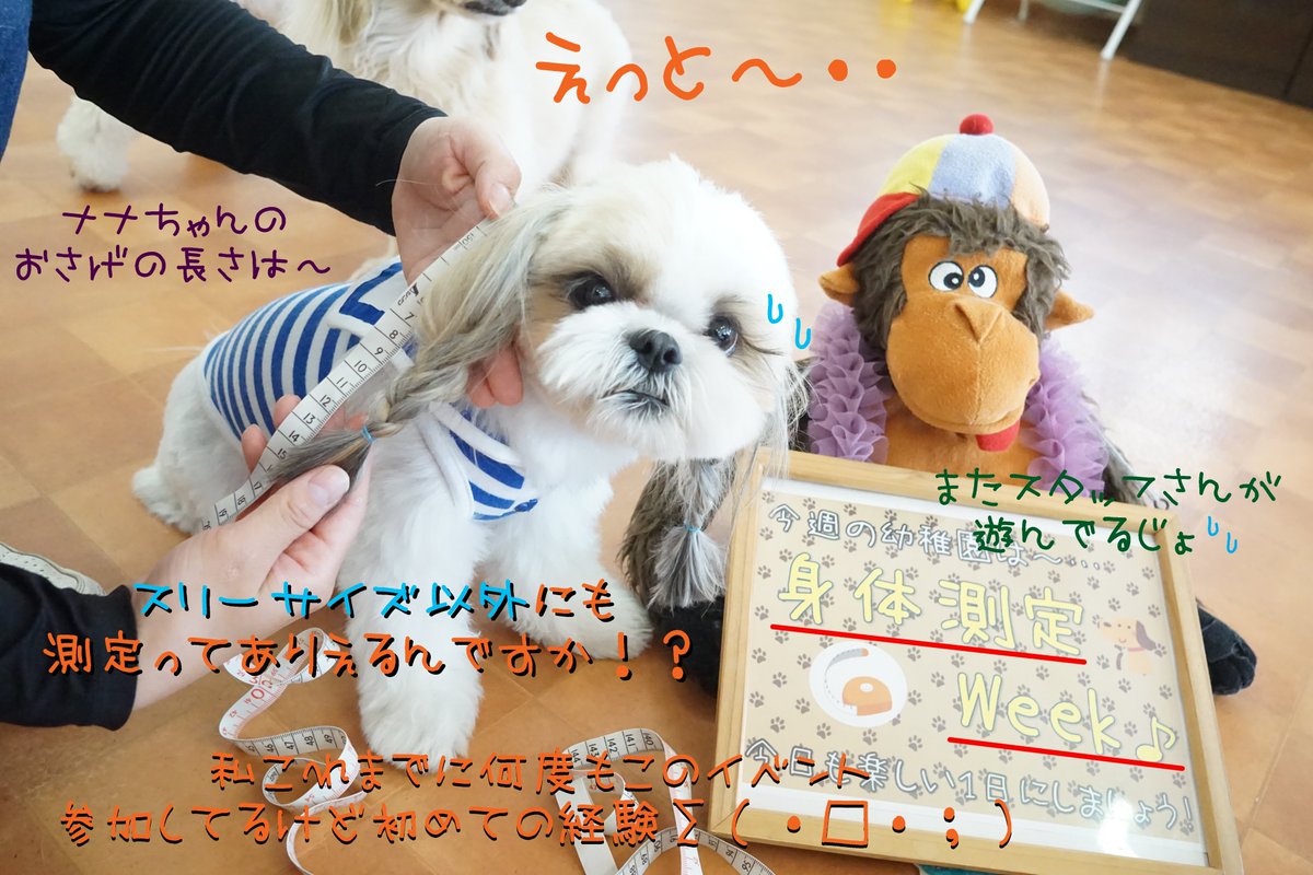  Chouchou Puppy 廃盤 犬 スタッフブログ | わんちゃんの幼稚園 ドッグホテル｜chou chou