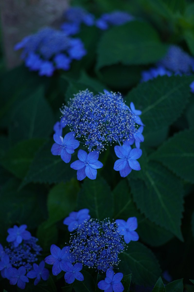 kampfer06's tweet photo. 新しいレンズ買ってきた。
フォロワーのRyoさんが使ってはるの見て、エエなぁって。。

SG-image AF 25mm F1.8
SONY α6400 https://t.co/ANsirPD6a7
