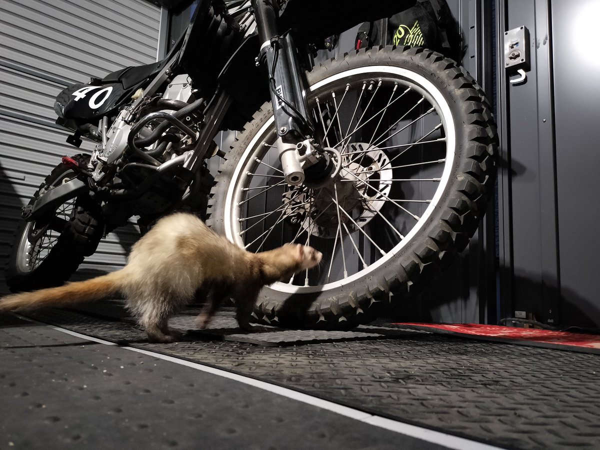 ivy5835's tweet photo. #バイクとフェレット
涼しかったのでガレージを視察して頂きました。 https://t.co/qg7haB7jC0