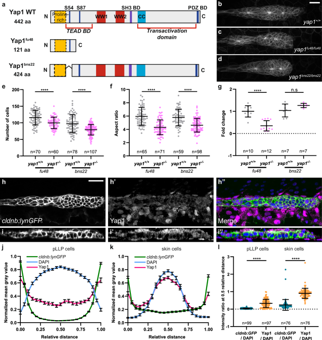 CommsBio's tweet photo. Two distinct modes of Vgll4-mediated Tead regulation control organ size in zebrafish: Communications Biology, Published online: 25 April 2026; doi:10.1038/s42003-026-10098-yGenetic and functional analysis in zebrafish shows that Vgll4 limits tissue… https://t.co/oe52I4EE9a https://t.co/LWWkN8yNaa