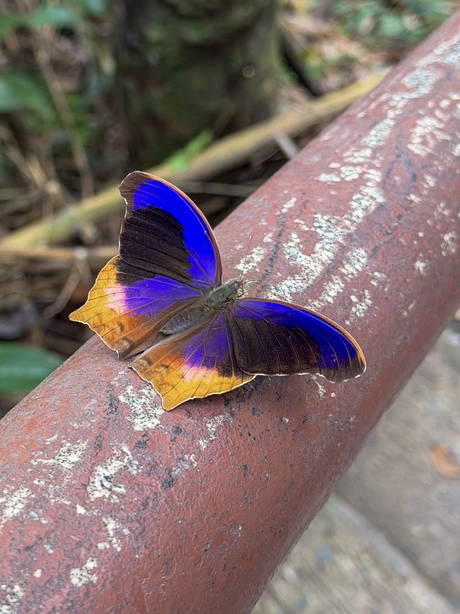 dwightronan's tweet photo. Just a day’s drive from Bangkok, visitors come to Khao Yai National Park for its dense forests, rich biodiversity, and accessible hiking trails, including the Nong Phak Chi. #nakhonnayok #thailand https://t.co/sdQp7bnHEJ