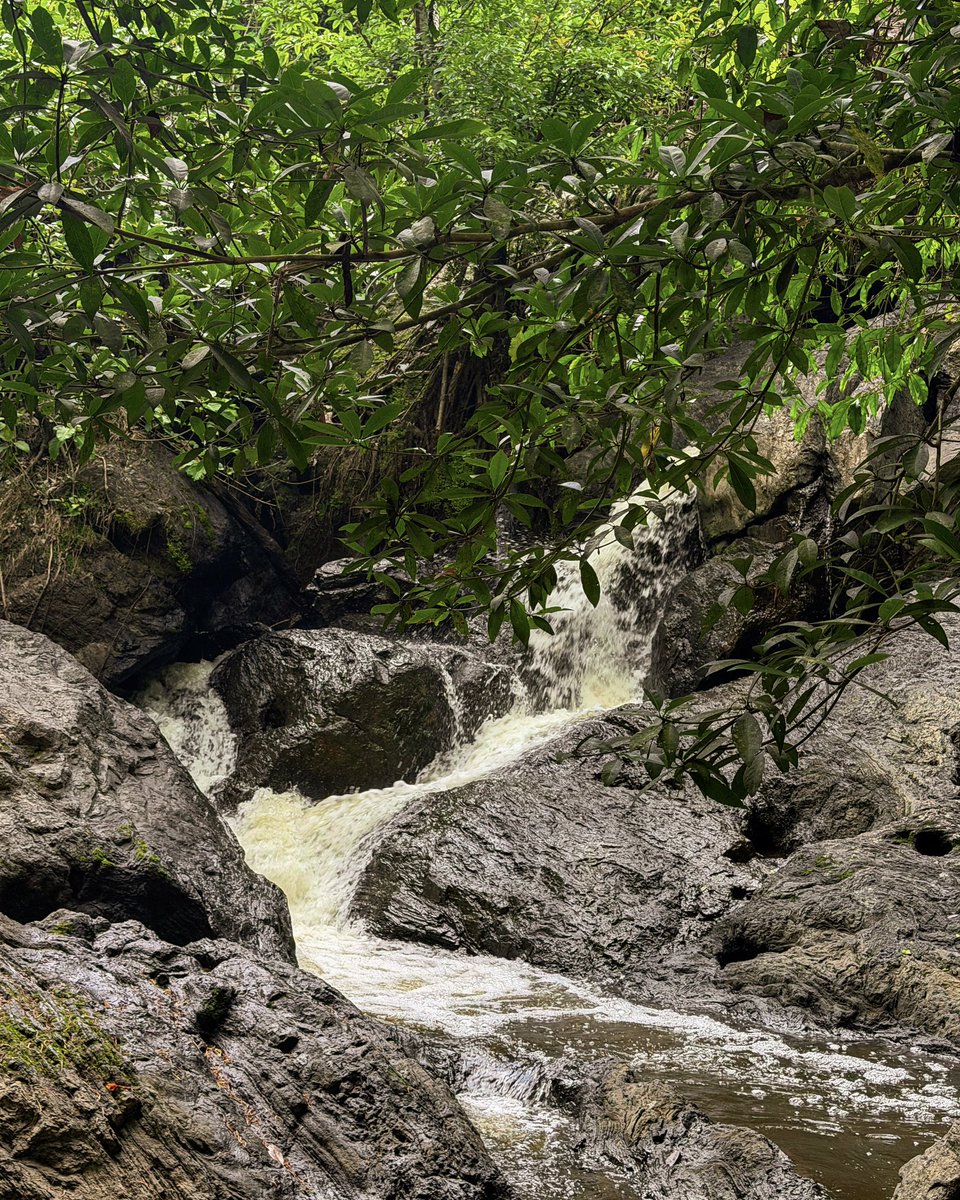 dwightronan's tweet photo. Just a day’s drive from Bangkok, visitors come to Khao Yai National Park for its dense forests, rich biodiversity, and accessible hiking trails, including the Nong Phak Chi. #nakhonnayok #thailand https://t.co/sdQp7bnHEJ