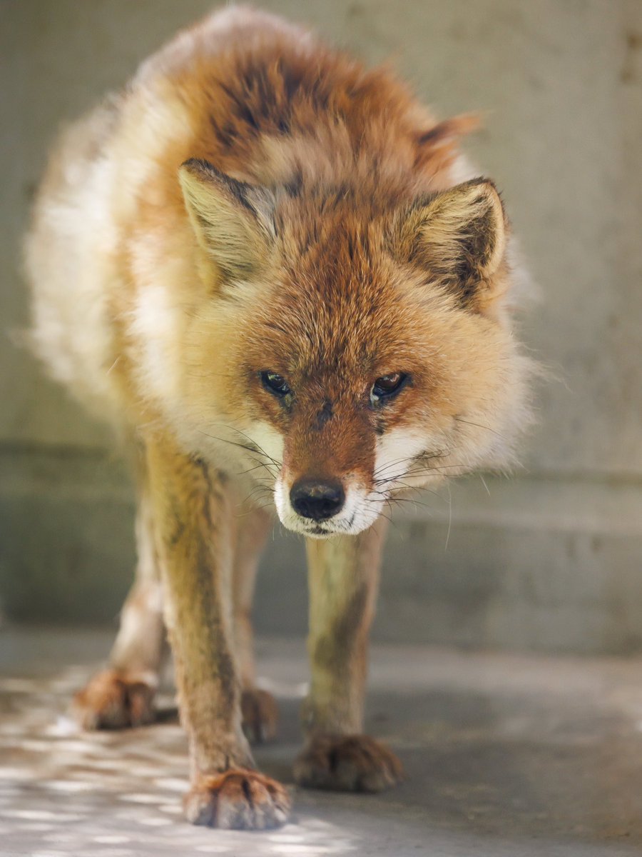 Cheng-Ren🦊🐺 (@chengren21) / Posts / X