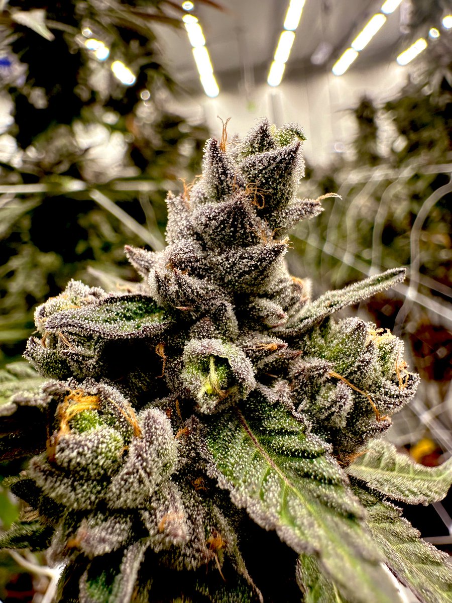 Herb Approach tweet media