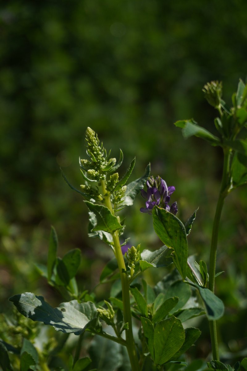 AMAUPV's tweet photo. • Proporciona alimento a los insectos polinizadores.
• Atrae fauna beneficiosa para el control natural de plagas.
• Favorece la presencia de aves insectívoras.
• Reduce el uso de pesticidas y mejora la salud ambiental. https://t.co/6BwxcjJhxS