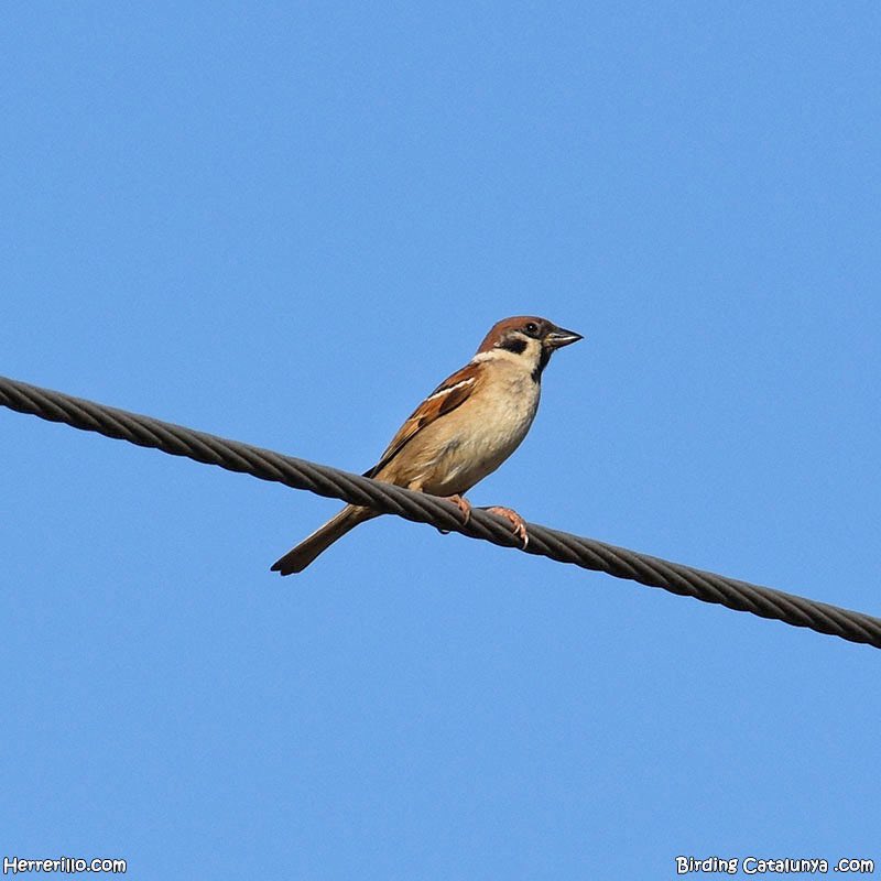 herrerillo_com's tweet photo. Gorrión molinero (Passer montanus) https://t.co/p8Zk6WT1hZ