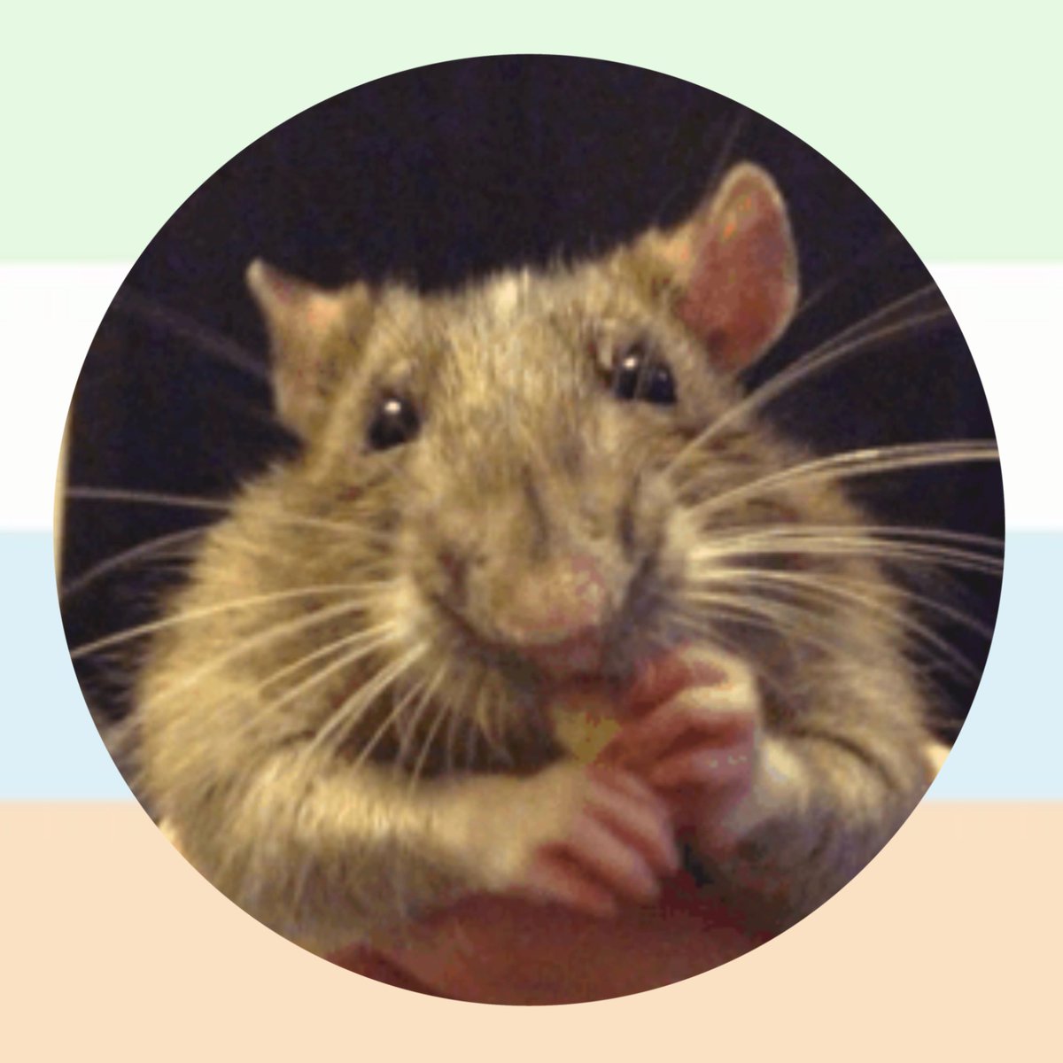 ᓚ rat ! tweet media