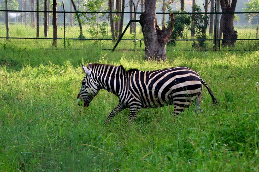 bashirhangi's tweet photo. Translocation of animals by @ugwildlife from the Uganda Wildlife Conservation Education Centre (UWEC) in #Entebbe to the newly established Wildlife Conservation Education Centre in #Mbale is underway ahead of its official opening on 12 June 2026.
The regional Wildlife Conservation Education Centre will bring conservation education closer to communities, provide opportunities for learning and research, enhance greater appreciation of wildlife and inspire more Ugandans to participate in conservation efforts.
#WildlifeConservation #ConservationEducation