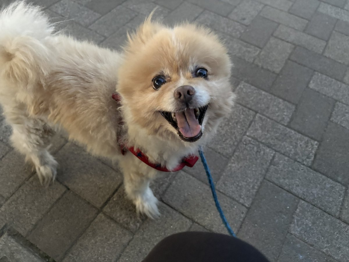 JakeMFF's tweet photo. こんばんは(*^ω^*)
クゥ🐶と散歩中🐕🚶‍♂️🌃
今日もよろしくお願いします( • ̀ω ⁃᷄)✧🌺
#愛犬 #散歩 #犬のいる幸せ #犬のいる暮らし #JakeMFF #ポメラニアン https://t.co/PWNAonmon8