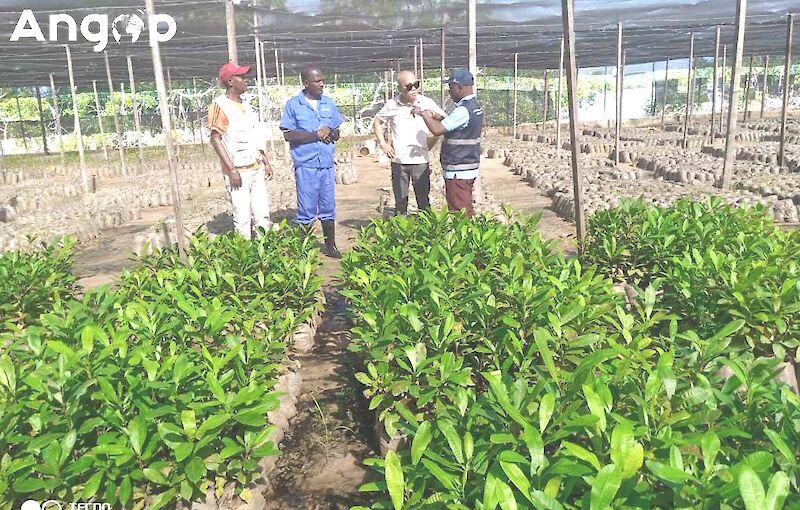 ATC_Chamber's tweet photo. Zaire Revives Cashew Industry to Boost Agricultural Exports

Zaire Province is reviving cashew production with the distribution of thousands of seedlings as part of a broader strategy to diversify agriculture and boost export opportunities.

The initiative complements new investments in coffee and cocoa cultivation, positioning the province as a growing hub for high-value agricultural production in Angola.

#ATC #ATS #Angola #ZaireProvince #Africa #Trade

Read more: https://t.co/FZvY2APg32