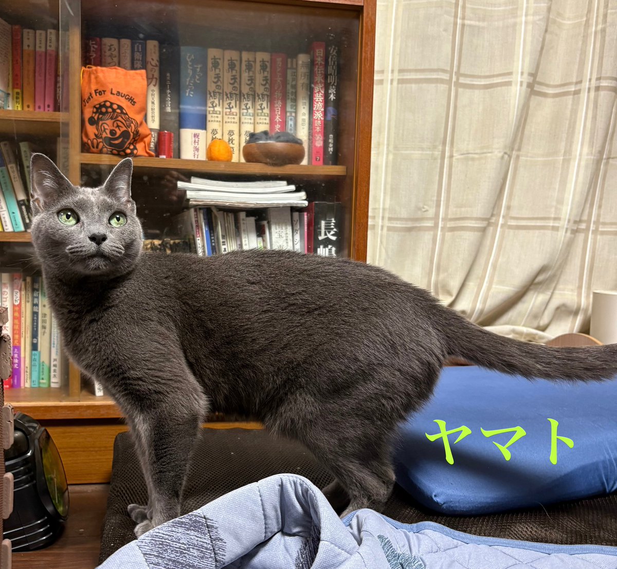 まる猫生活 (@2q6QyWkXYMrPCg9) / Posts / X