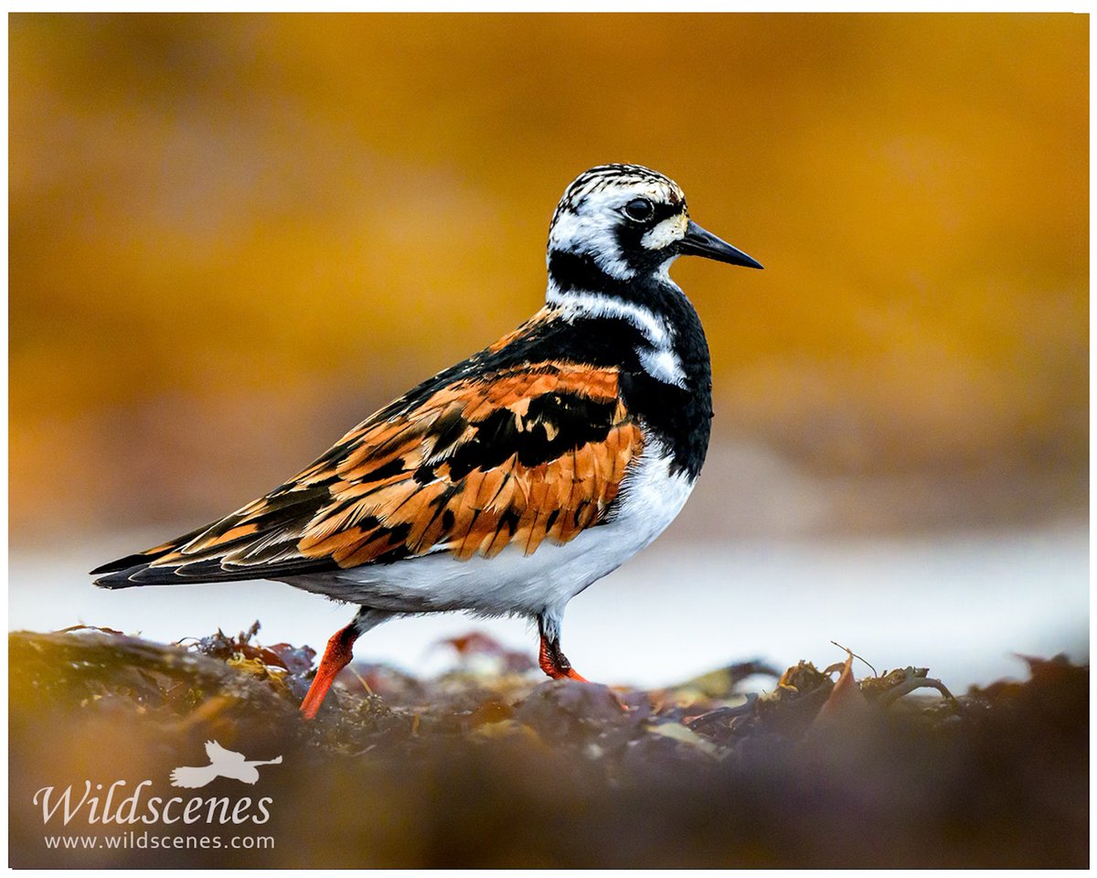 WildscenesUK's tweet photo. Turnstone patrolling the beaches of North Uist. The Outer Hebrides are stacked out with waders, including many in full summer dress like this chap.
📷 Z9 &amp; 600mm f/4 TC VRS
@waderquest @UKNikon  @birdguides 
#northuist #hebrides #outerhebrides #waders https://t.co/IZv3nf1uYf