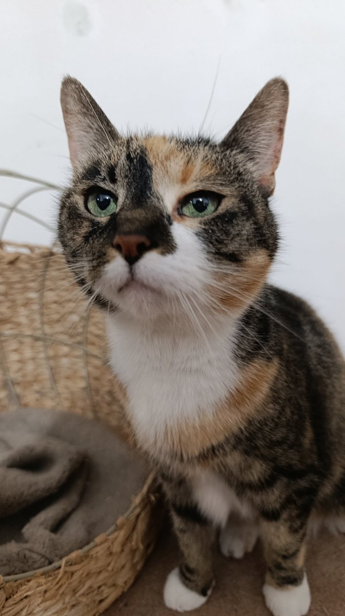 AbsintusVeritas's tweet photo. Happy Birthday Pandora! 
Ich bin so unendlich froh, dich zu haben und dass du immer noch bei mir bist. 
Jetzt bist du schon 11 und hast deine kleinen Wehwehchen, aber ich liebe dich nur umso mehr ❤️ https://t.co/GRG1ohjwHS