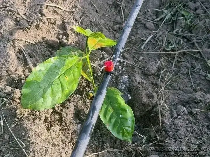 hightexug's tweet photo. GREEN COFFEE IRRIGATION
Watering your coffee with irrigation system.
Contact us on 0774229147/0705603549 https://t.co/Ji39G1SwwO