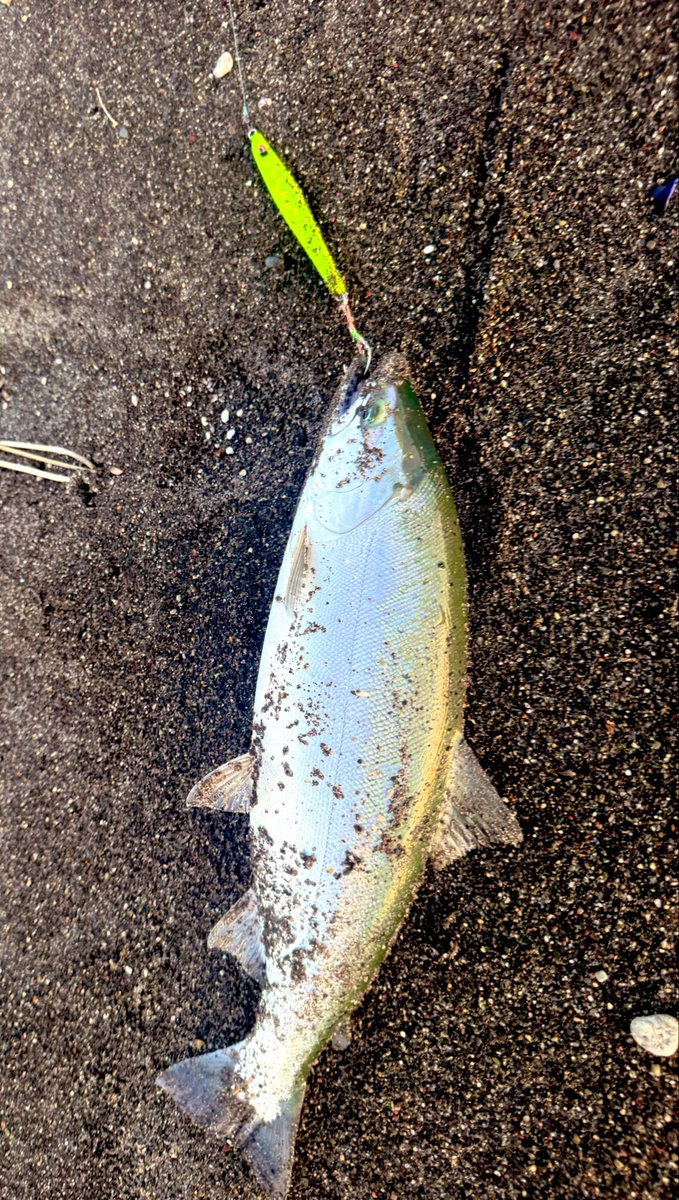 MSLS_1092_TR's tweet photo. 濁りは薄いけど波高のサーフで打ちずらい某日

暗いうちに気になる立ち位置を数箇所決めてから1回ずつ探った後に1番しっくりすると思った立ち位置で４時から連発💥

気持ちの良い朝マズメでした☀️ https://t.co/mflUZUsYaJ