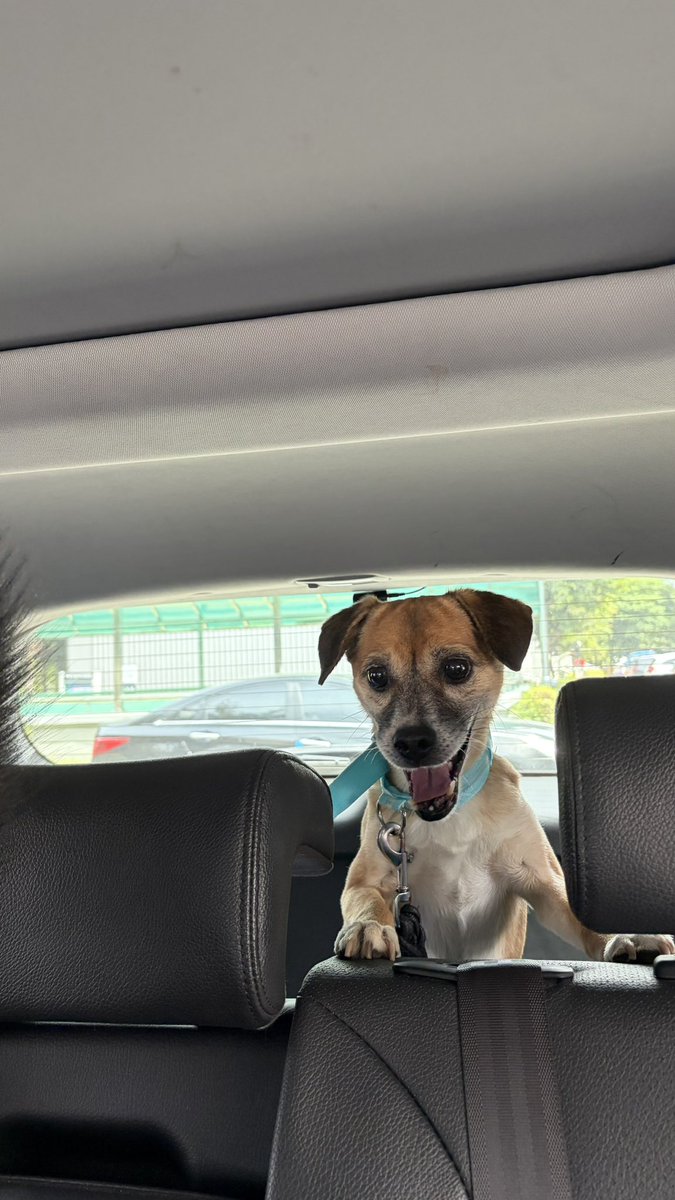haruori85's tweet photo. 【🐕가족 찾아요🐕】

6/1 오전 9시에 동두천시에서 보호했습니다.

눈이 크고 초롱초롱하며 흰 양말 신음.
치아 상태가 좋지 않아 아랫턱이 살짝 앞으로 나와있어요.

센터에 맡겼으니 내일 공고가 올라오면 다시 올리겠습니다

#평생가족찾아요 #입양홍보 #강아지임보  #강아지 #유기견 https://t.co/3HMllgkvs5