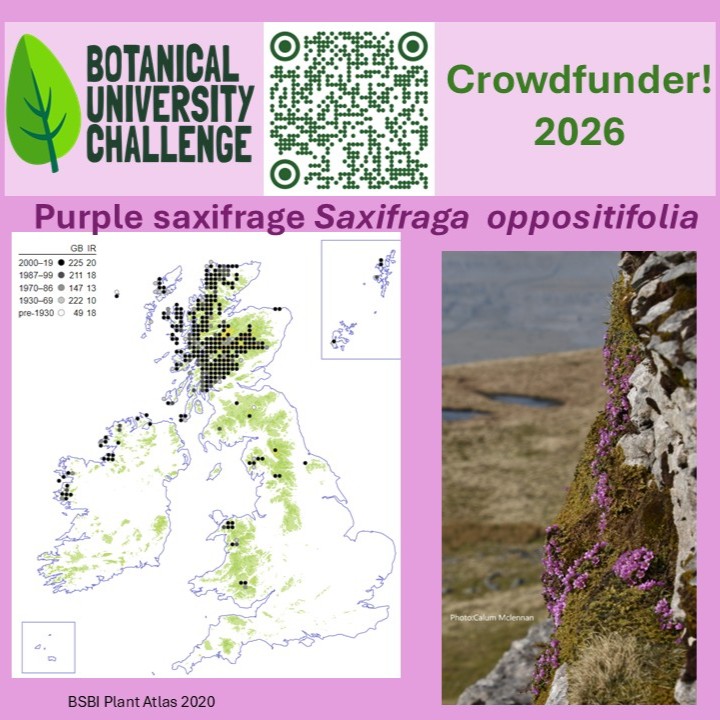 BUCBotany's tweet photo. Purple saxifrage, common in high arctic and high mountains just about makes it into UK and Ireland. Spring flowers, from March to May.  #BUC2026 https://t.co/jXrLnQ5sjV