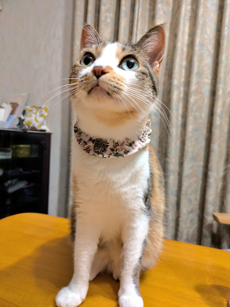 今日で12歳になりました〜〜な猫🐱 (大あくびからのぺろん)