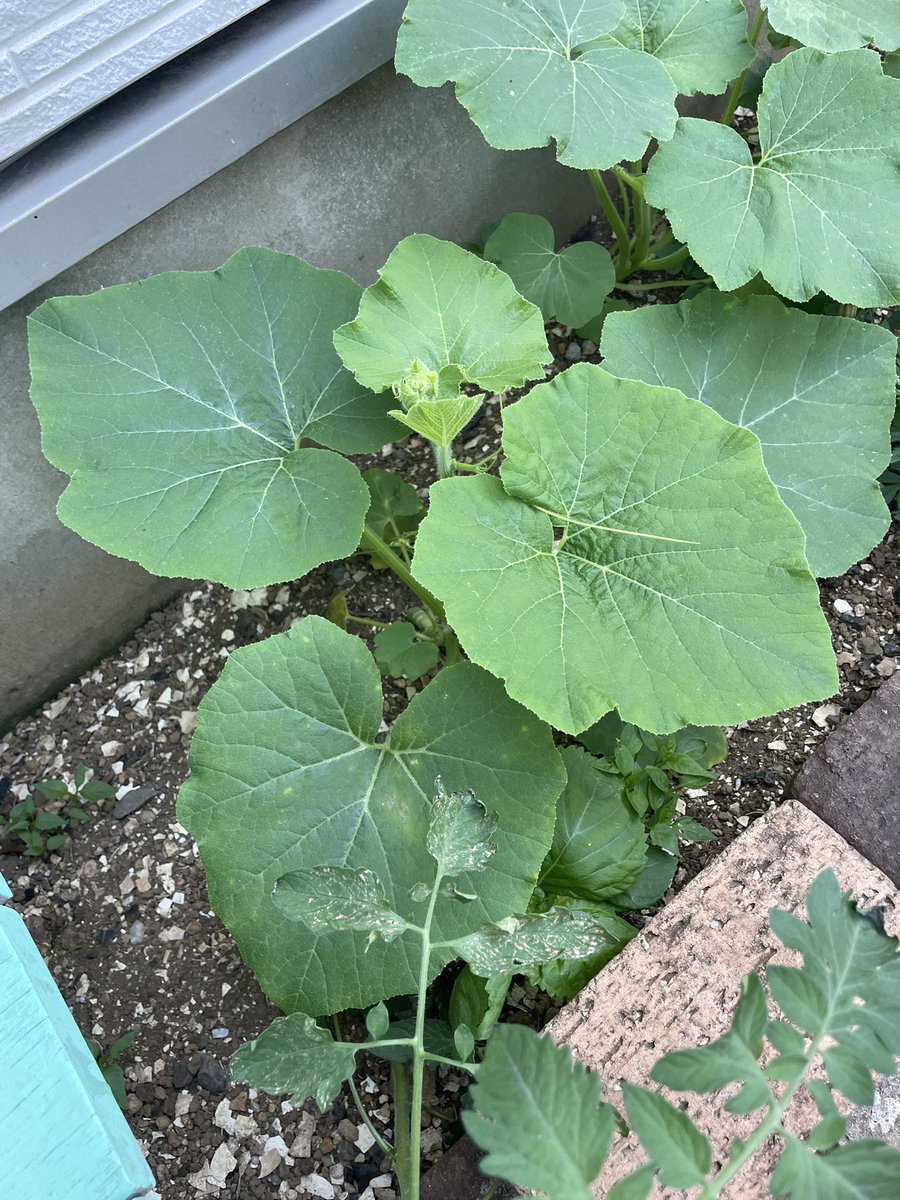 doitamago3's tweet photo. これは何ですか？
フキですか？
フキであってますか？
食べれるやつですか？
食べれるなら残して来年食べますが https://t.co/OcOXO6ecoB