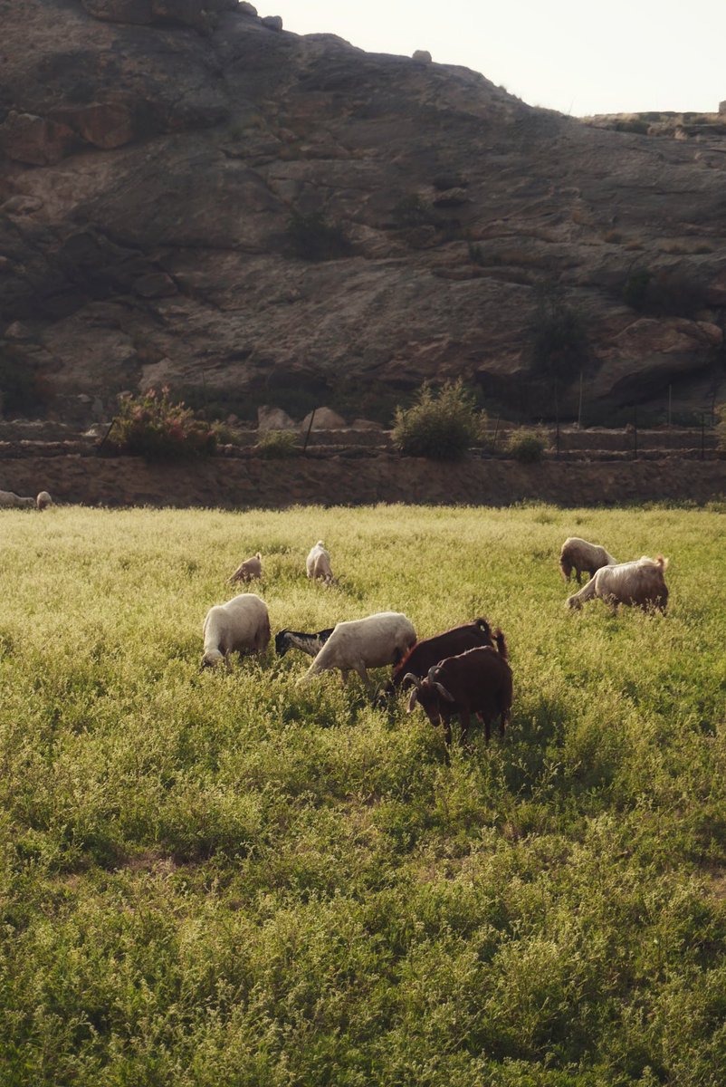 Moha_l1's tweet photo. Shaun the Sheep 🐑 . https://t.co/9o5tb3ocQj