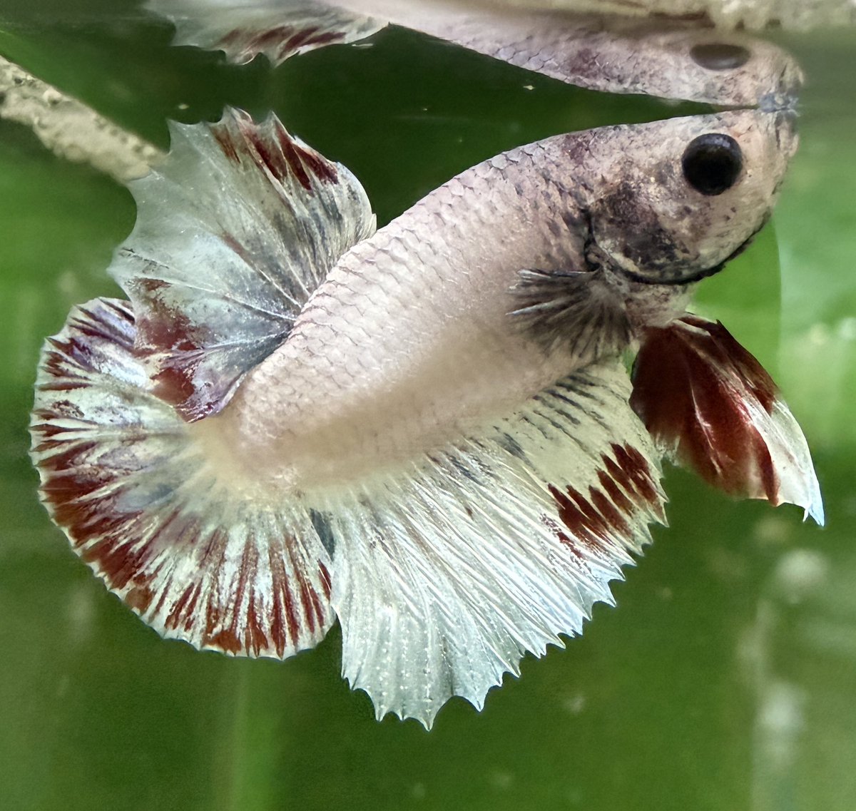 mamebetta's tweet photo. day126
稚魚が生まれたからってコイツのこと忘れてねえよ？
#ベタ　#アクアリウム https://t.co/YPw9Hy7ZJw