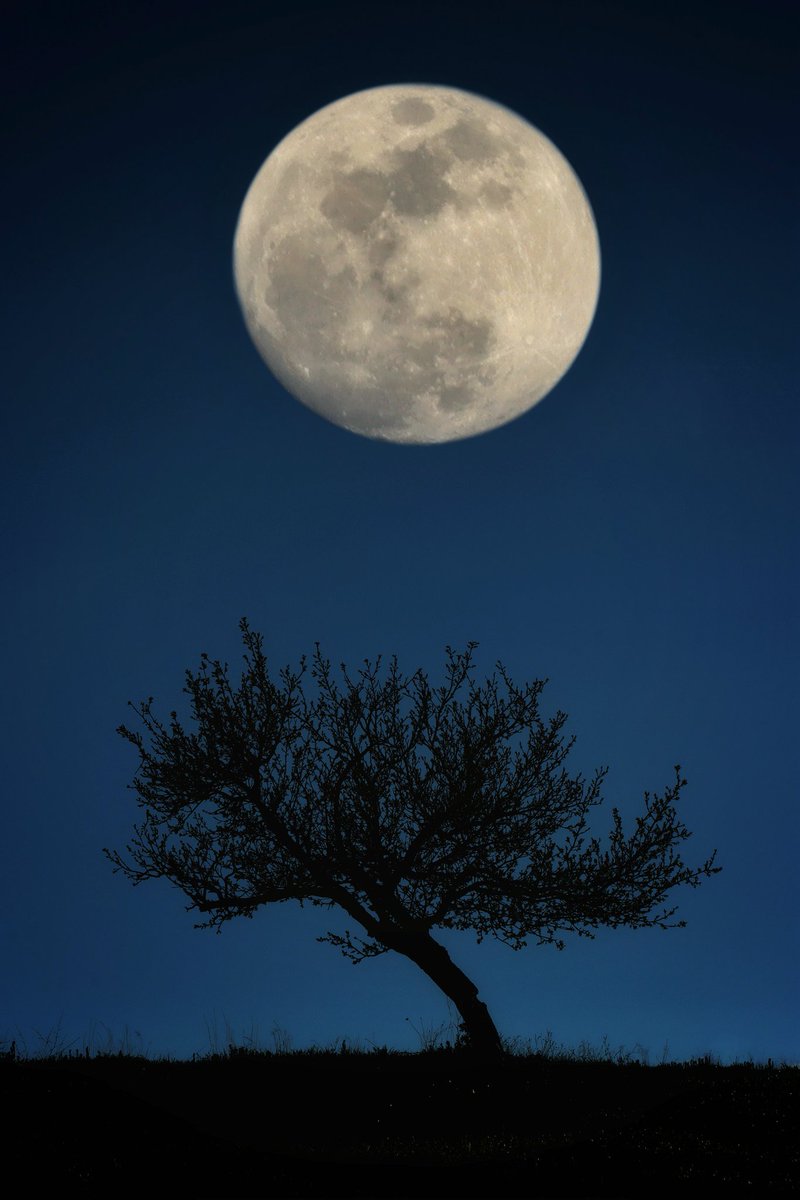 Abbas_rahmani63's tweet photo. "Super Moon"  

1/1 edition  200 #tezos 

#photography
Link:
https://t.co/mDFpTZNF1X https://t.co/GgCgifSQs3