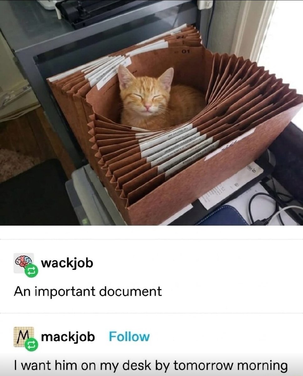 Catsillyness's tweet photo. https://t.co/seT33HJr71