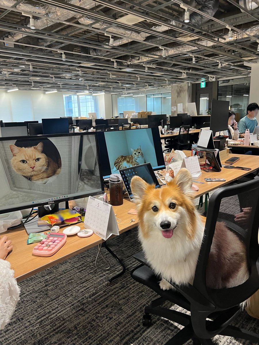 CoCoGourmet_dog's tweet photo. どうも人間社員たちのエネルギー源です https://t.co/bdWxTQq89I
