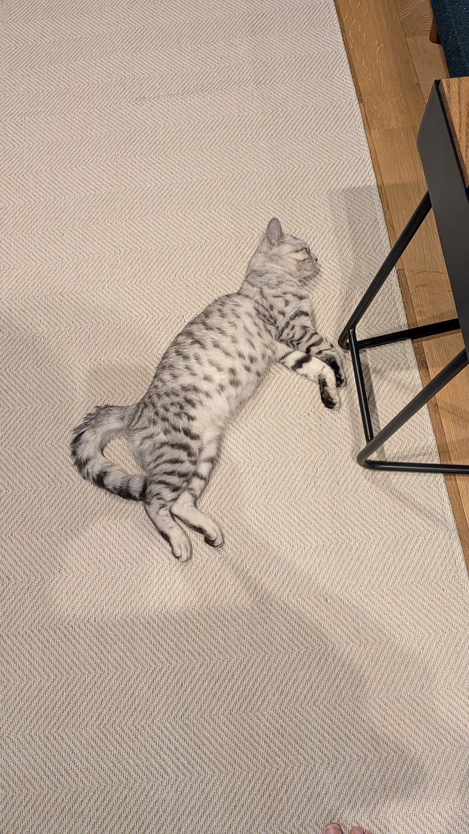 _tybt's tweet photo. 今日も猫氏が落ちている https://t.co/aBtlACxiiU