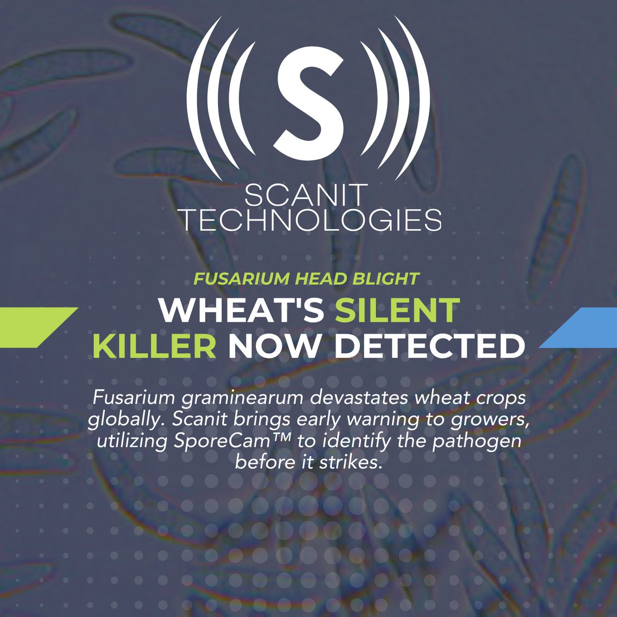 Scanittech's tweet photo. 🌾 SporeCam™ now detects Fusarium graminearum, a major wheat pathogen! 🚨 Monitor spore presence in real-time, weeks before symptoms appear. This means timely fungicide applications and better harvest decisions. Don’t wait to see the disease, act early! https://t.co/P14wPoivn6 https://t.co/rbQeF9i4T0