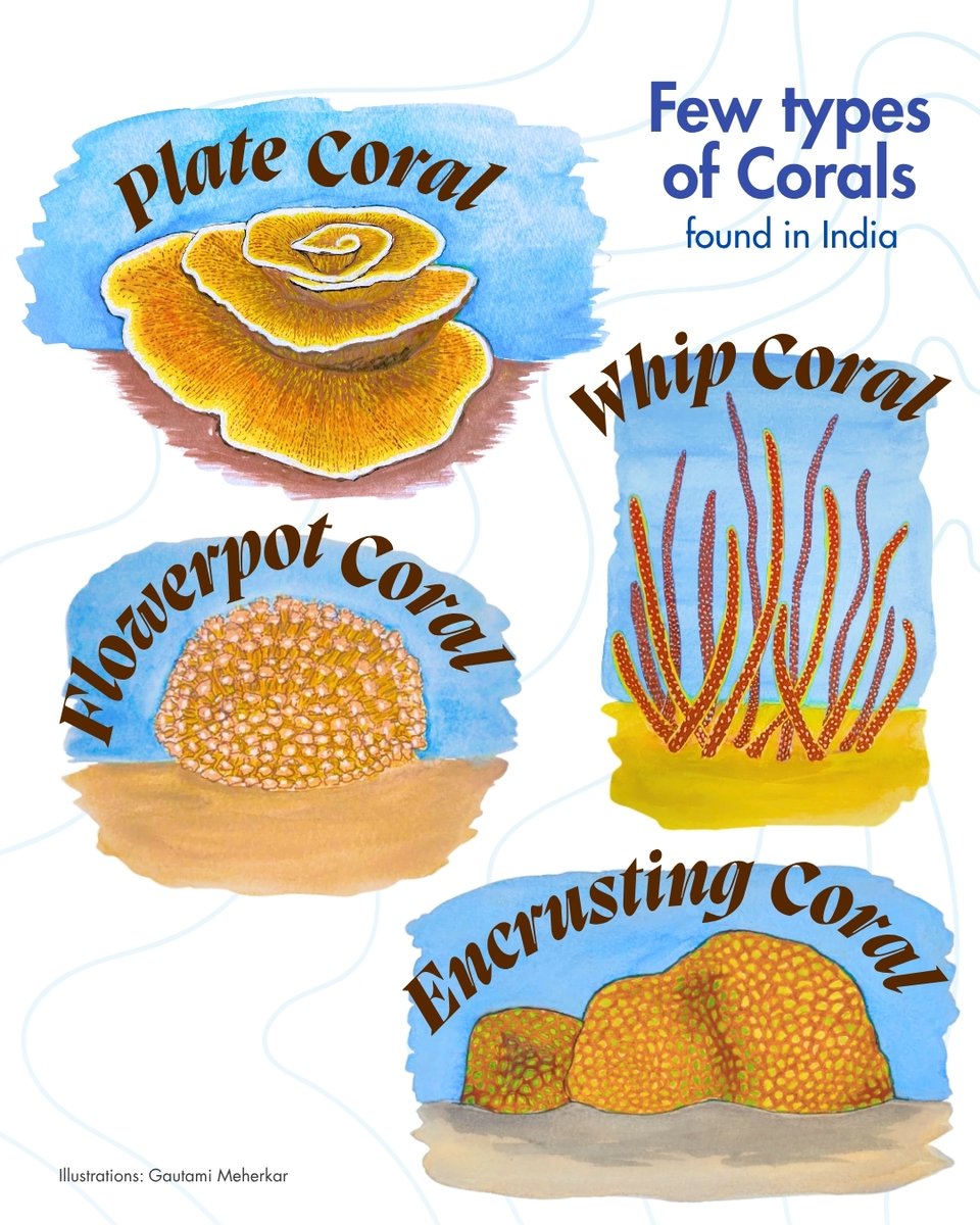 WCSIndia's tweet photo. This #WorldReefAwarenessDay, we celebrate India’s coral reefs and the countless species and communities they support. Understanding and conserving these dynamic ecosystems is vital for a healthy ocean future.

#OceanHealth #CoastalEcosystems #IndianCoralReefs (2/2) https://t.co/ZeWn6sVU2P