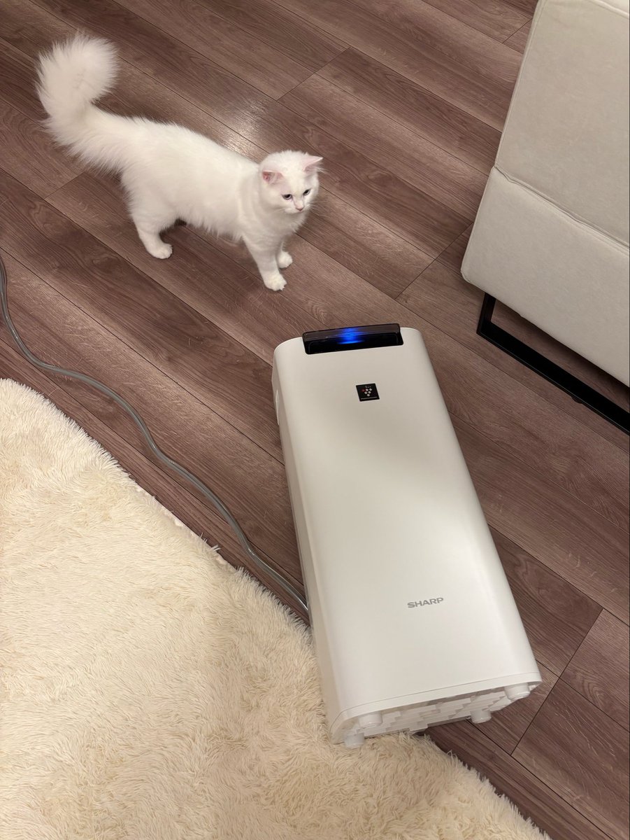 lua_chan11's tweet photo. 空気清浄機倒してた🙀🙀🙀
どんだけパワフルなの🙀🙀🙀 https://t.co/CMnCXw2zo2