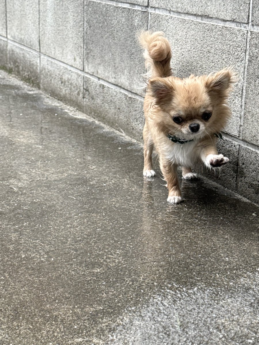 tocox's tweet photo. あるきかたは
こう

#チワワのこより https://t.co/Gh4QEohl02