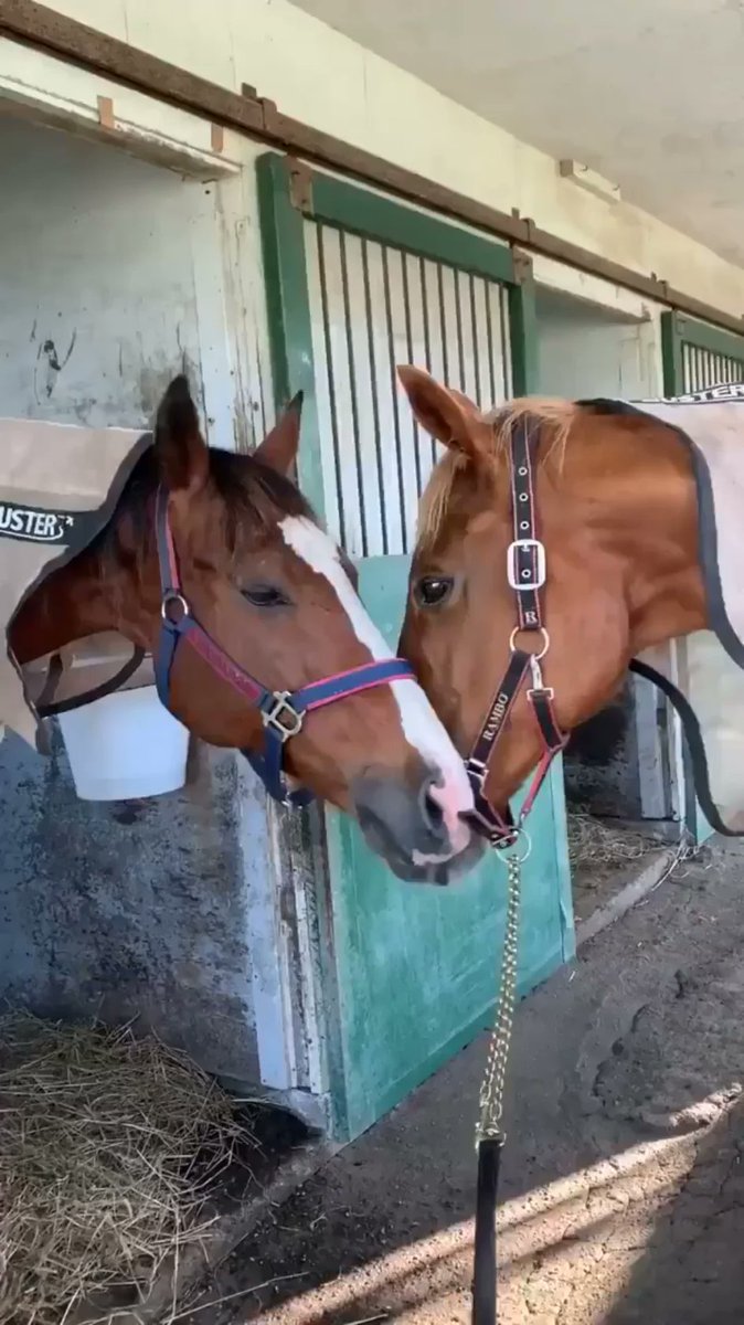 DailyTaikis's tweet photo. 🌻 Taiki Shuttle Fact!  
In retirement, Taiki Shuttle, along with Meisho Doto, were moved from the Versailles Farm to the Northern Lake Farm together! The two horses we're very close 🩶
#umamusume #taikishuttle #タイキシャトル #ウマ娘 #umatwt #dailytaikishuttle https://t.co/k3traIhRa0