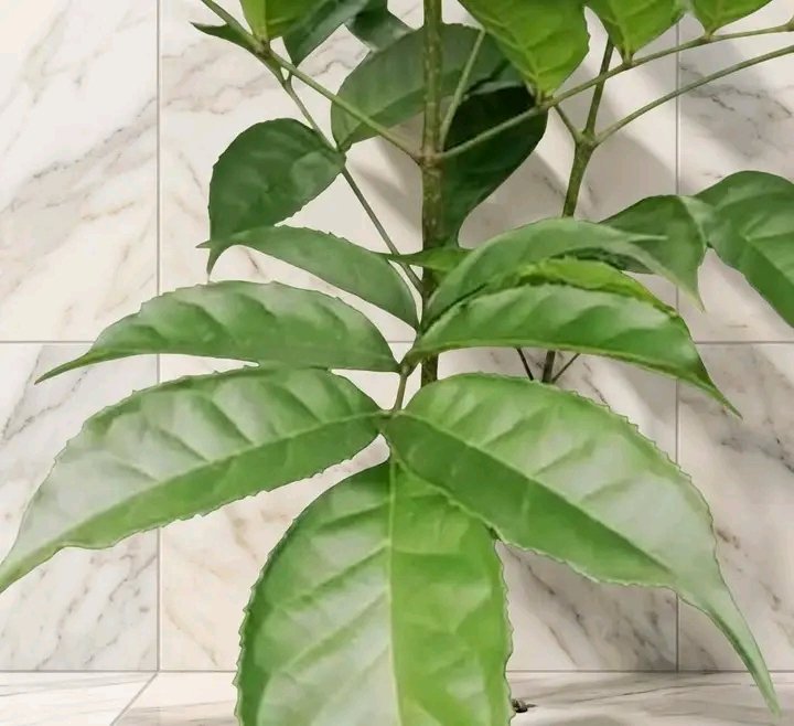 fidipote98RKT's tweet photo. If you feel someone has tampered with your destiny or your star, you have tried every thing 
you know or told 

Items needed

1. Red jatropha leave(ewe lapalapa pupa)
2. White jatropha leave (ewe lapalapa funfun)
3. Bitter leaves,
4. Fertility leaf(Ewe Akoko)
5. Sea salt,
6. 2 teaspoon of sugar,

                Action point 👇

Get quantity of the squeeze them in a bucket of water and  filter the water, add  handful of the salt to the water  and 2 teaspoon of sugar, keep this water in an open space over night  on top of zink

Early morning go and take the bath without soap and sponge with your intention your star will shine like never before.

This bath should be carried out for 3 days or 7 days. 
Don't play with this, am telling you, go and do it. You will testify.