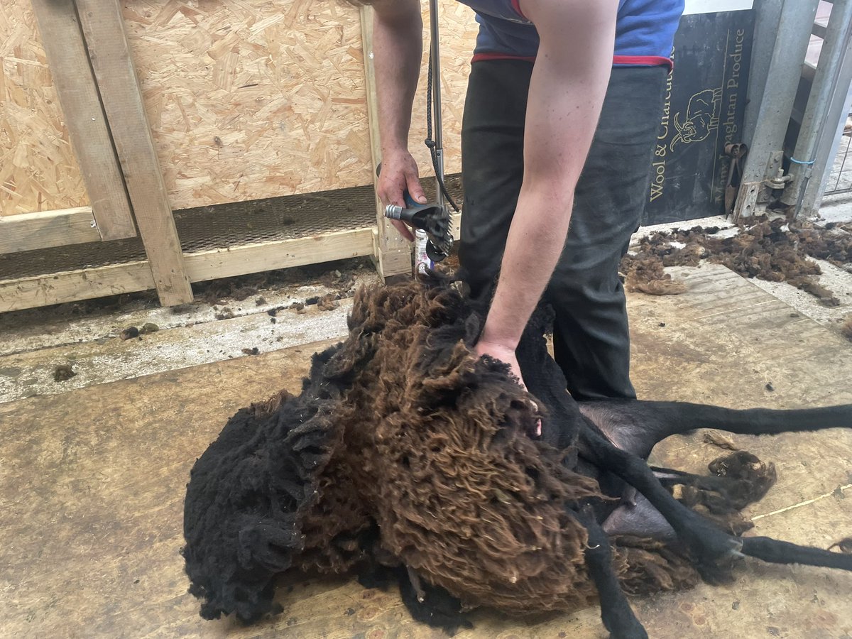 MLProduce's tweet photo. We’ve had a few requests for photos of Bluebells (Nell’s lamb last year, 3/4 Loaghtan) here she is being sheared- beautiful soft fleece #shearing #loaghtancrosses #wool #farming #isleofman https://t.co/C0nuFMukXW