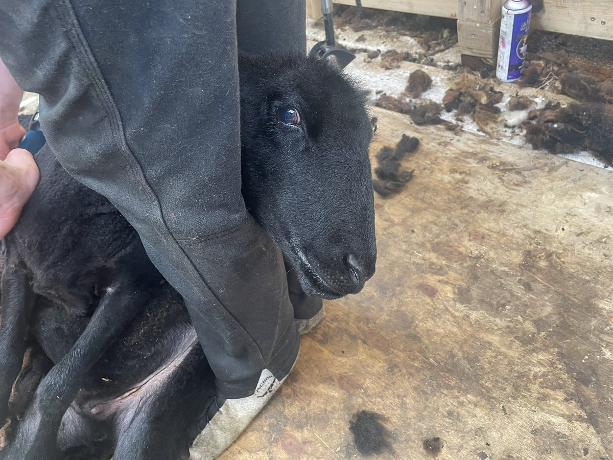MLProduce's tweet photo. We’ve had a few requests for photos of Bluebells (Nell’s lamb last year, 3/4 Loaghtan) here she is being sheared- beautiful soft fleece #shearing #loaghtancrosses #wool #farming #isleofman https://t.co/C0nuFMukXW
