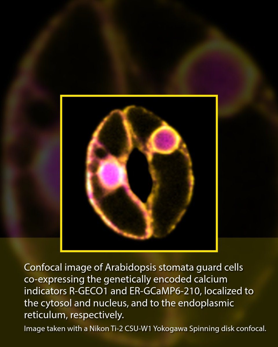 NikonInst's tweet photo. 👀A sneak peek

In our upcoming webinar, Prof. Alex Costa will showcase high-res data showing Ca2+ dynamics across multiple scales. See how signals travel from a single cell to the entire plant with multiscale imaging and transgenic indicators.

Register: https://t.co/zdovyedjgr https://t.co/j6CKcytvrF