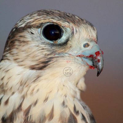 الصقر الحر tweet media