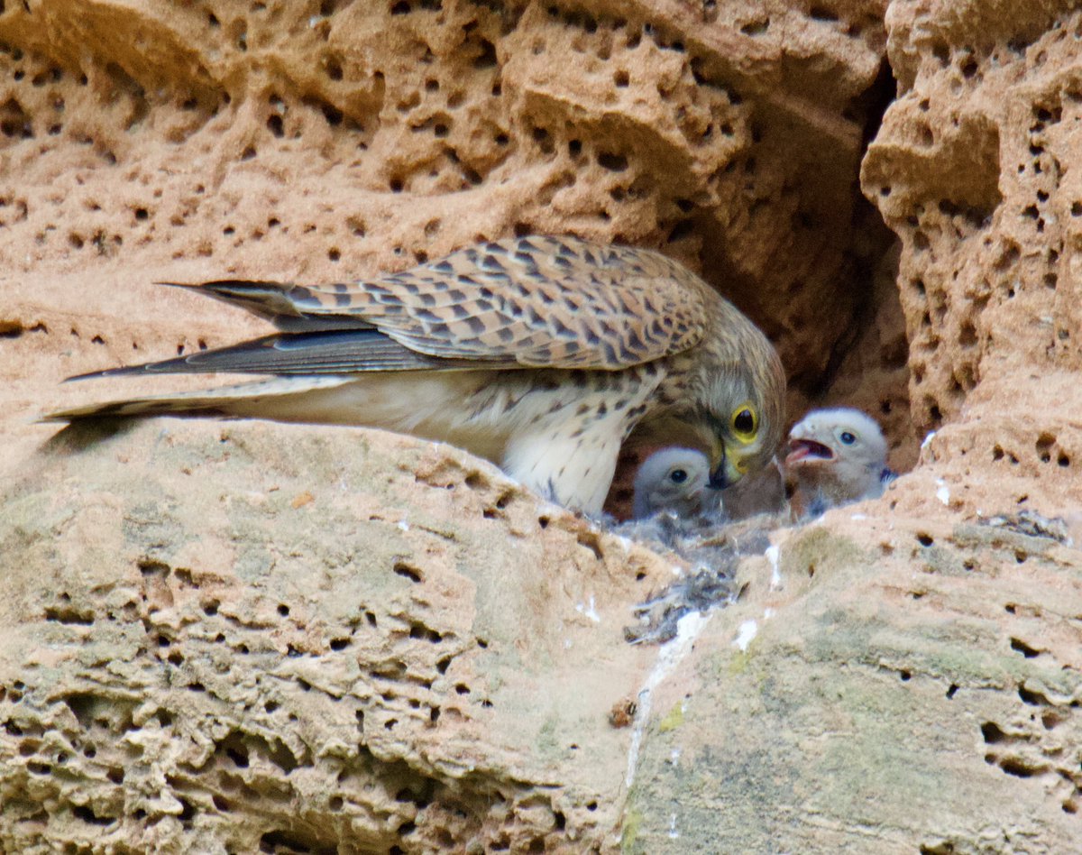 TimTim292's tweet photo. Been watching this brood of 5 Kestrel’s growing so quickly since early May. Being fed on rodents, song birds and even a moth. https://t.co/TU4sH1oZQ3