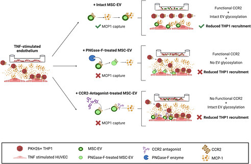 ISEV_Journals's tweet photo. 🆕New in #JEV🆕 Surface N-Glycosylation Dictates MSC-EV Uptake and CCR2-Driven Monocyte Recruitment to Inflamed Endothelium Under Shear Flow #endothelialcells #extracellularvesicles #glycan #microfluidics https://t.co/dX1H8PYfqg https://t.co/XQKLsmcoKv