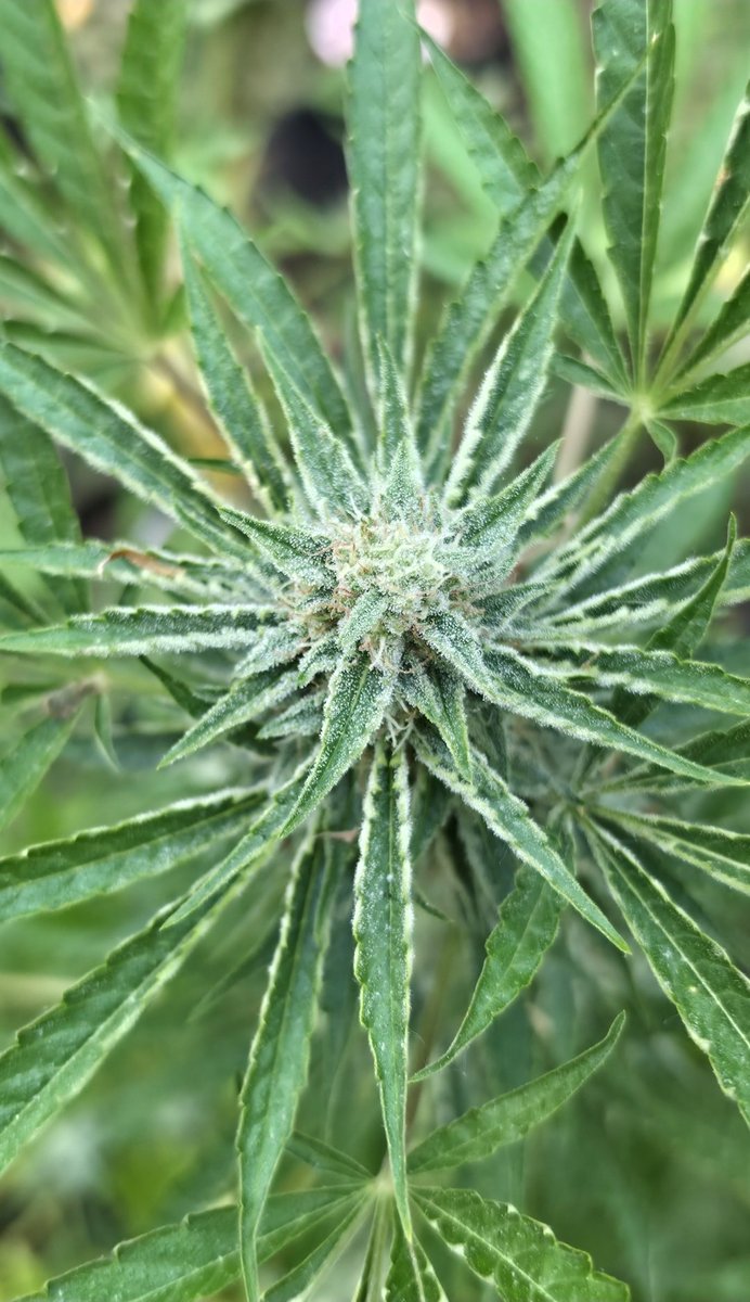 Twistedtreeauto's tweet photo. ☀️ Rise and shine, cannabis fam!  New week, new opportunities to pop those beans and watch magic happen. Wishing you epic germination rates, zero pests, and a harvest that makes you smile ear to ear. #GoodMorning #CannabisCommunity #SeedToHarvest https://t.co/TX50oWmdiK